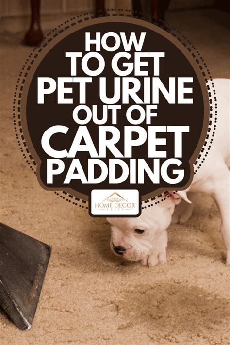 dog urine smell in carpet padding